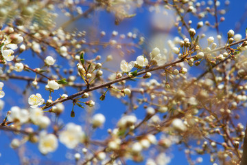 Young plum flowers in early spring season