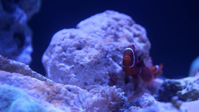 Life under the sea