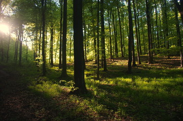 Sunlight Sunbeams Through Woods In Forest, beautiful Slovakia nature