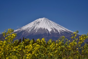 富士山と菜の花～Mt.Fuji and Flowers.