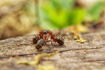 Red ants close up on natural background
