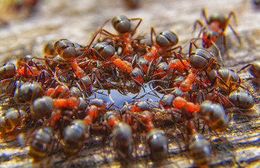Red ants close up on natural background