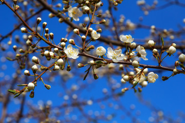 Young plum flowers in early spring season