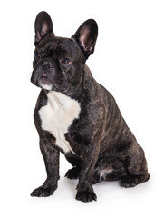 Fototapeta premium french bulldog breed dog
