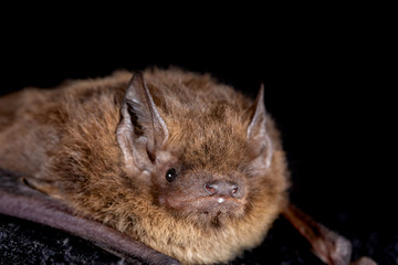 European bat the Nathusius' pipistrelle (Pipistrellus nathusii) on a black background