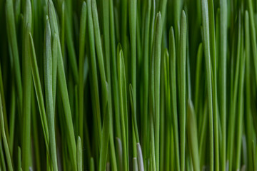 Fototapeta na wymiar green grass close up 