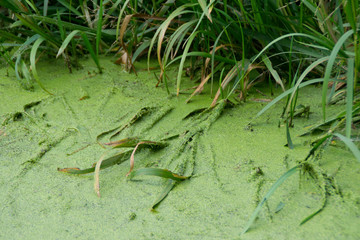 Top view of a green duckweeds cover surface of water and nature grass on the river bank.