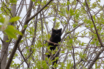 Frightened black cat sits on a tree and looks into the camera.