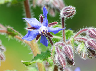 Borage.