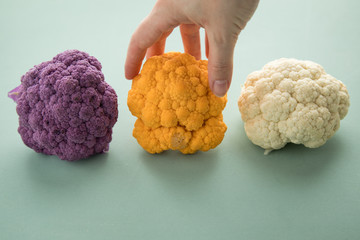 Frau wählt bunten Blumenkohl in Lila, Orange und Weiß in Reihe auf Pastell Grün Hintergrund