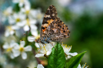 beautiful, colorful butterfly collects pollen from cherry blossoms with its proboscis