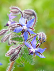 Borage.