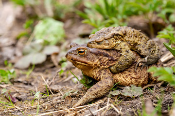 A pair of common toads (Bufo bufo) during the breeding season, in the open air. Macro.