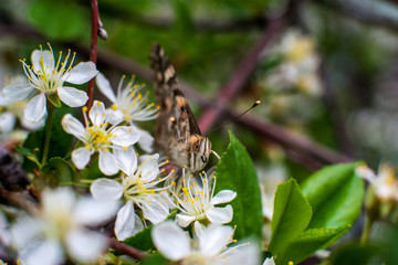 beautiful, colorful butterfly collects pollen from cherry blossoms with its proboscis