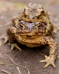 A pair of common toads (Bufo bufo) during the breeding season, in the open air. Macro.