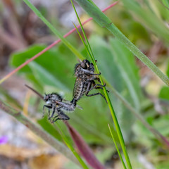 dragonfly on a leaf
