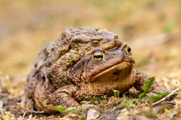 A pair of common toads (Bufo bufo) during the breeding season, in the open air. Macro.
