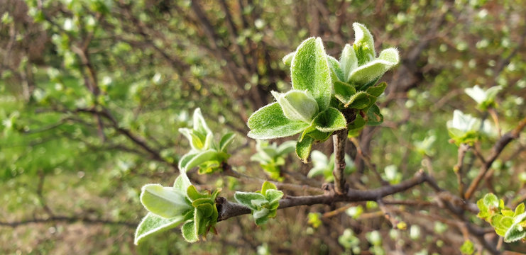 Sprig of apple with new, green leaves on a spring, sunny day. Panorama.