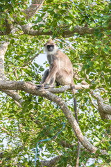 monkey