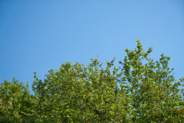Green leafy trees and sky background