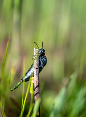 insect