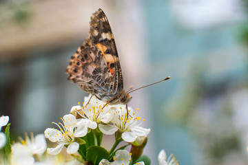 beautiful, colorful butterfly collects pollen from cherry blossoms with its proboscis