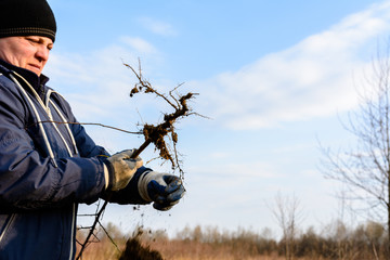 A woman in her hands against the sky holds a young tree dug up with roots.