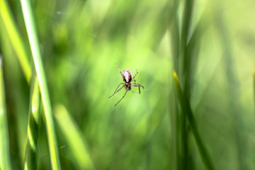 spider on leaf