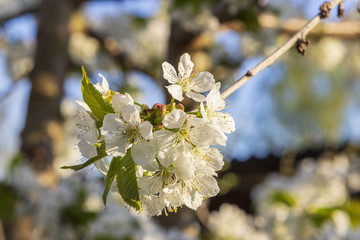 Flowering apple tree branch