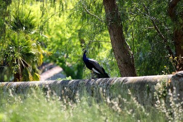 a male indian peafowl or blue peafowl pavo cristatus flew on a wall to launch his calls of love