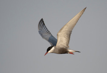 Whiskered tern (Chlidonias hybrida)