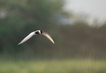 Whiskered tern (Chlidonias hybrida)