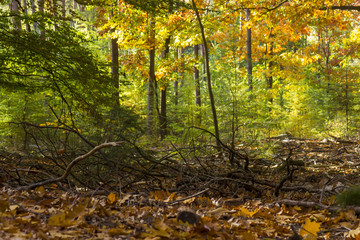 autumn forest in national park De hoge Veluwe in the Netherlands