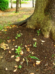 公園の落葉と楠木と若草