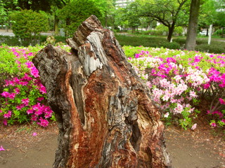 古木の枯れ木と躑躅咲く公園風景