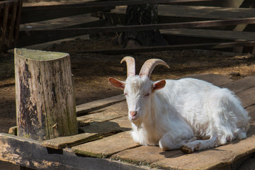 Portrait of a white goat. Beautiful portrait of a white goat in natural habitat