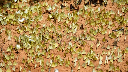 Amazing the butterfly