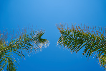 Beautiful palm tree on tropical island