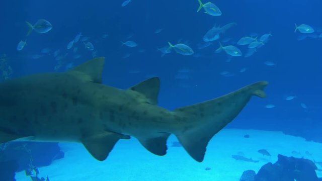 Shark underwater shot in 4K