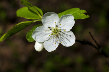 white flowers of apple tree on a dark background