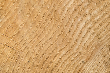  Fir wood natural background 