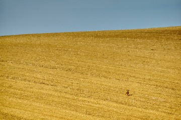 Zając na pustym niezaoranym wiosną polu w słoneczny dzień © Jarek Witkowski
