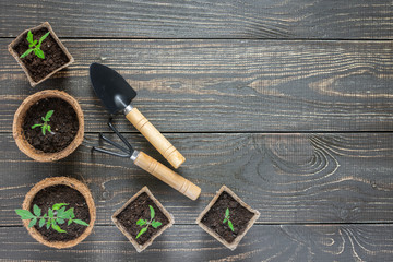 Eco friendly pots with green young seedlings tomato on wooden background, garden trowel and rakes