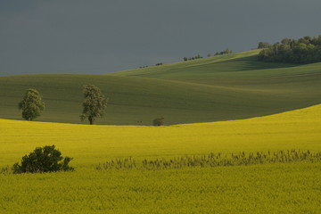 Fototapeta premium blooming rapeseed and green winter fields, spring on the fields, trees on the first pale green leaves, rustic rural landscape