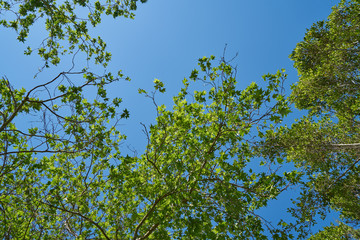 Green leafy trees and sky background