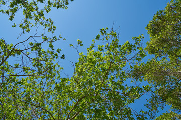 Fototapeta premium Green leafy trees and sky background