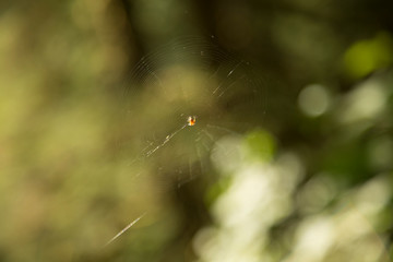Spider in a Web
