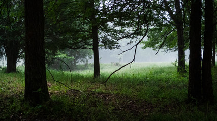 Oklahoma springtime, woodland or forest
