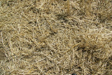 Background texture. Straw on a sloping field in spring