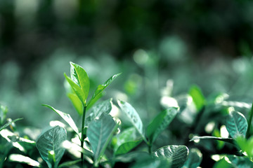 Nature leaves green background in garden at spring under morning sunlight. Natural green plants.  Save Earth Planet. World environment day.